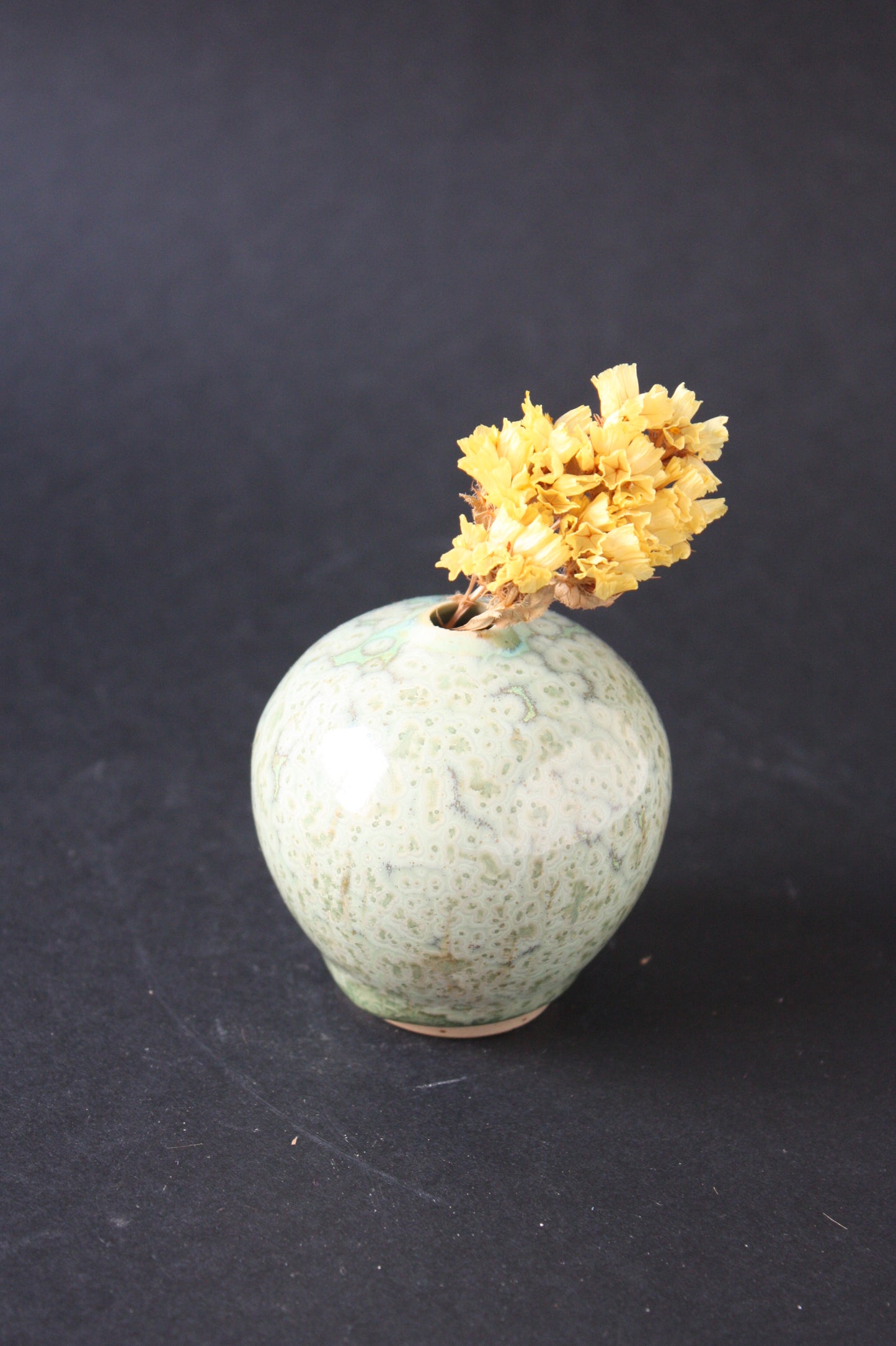 Mini vase, Algues